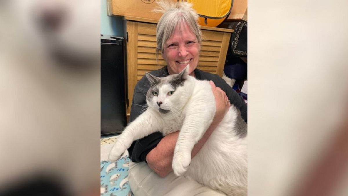 Watch Patches Cat Adopted Viral Video Emerged On Social Media ‘largest Cat Anyone Has Ever Seen