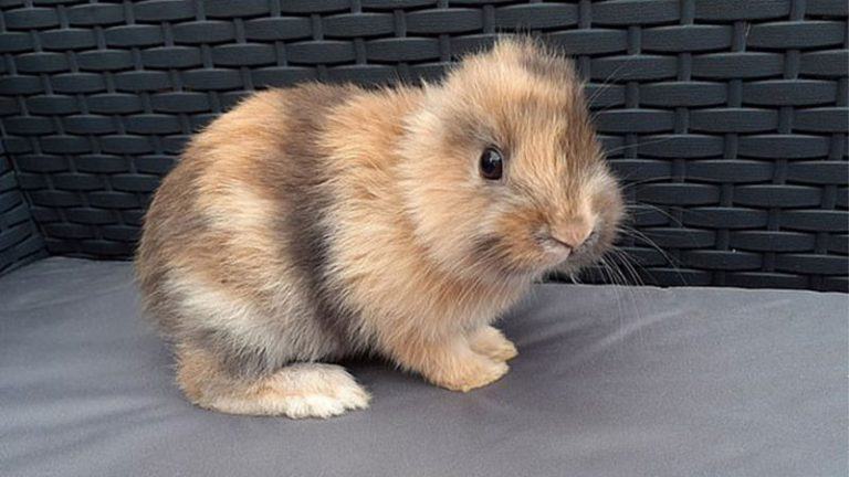 Leo bunny born without ears has a loving family - HIS Education